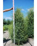 Ялівець звичайний Хіберніка | Можжевельник обыкновенный Хиберника | Juniperus communis Hibernica