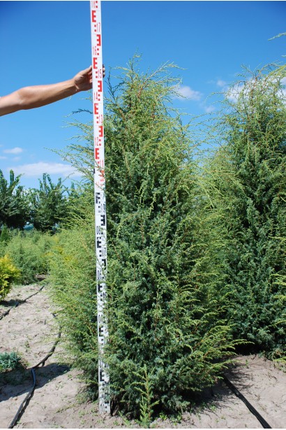 Ялівець звичайний Хіберніка 140-160 см