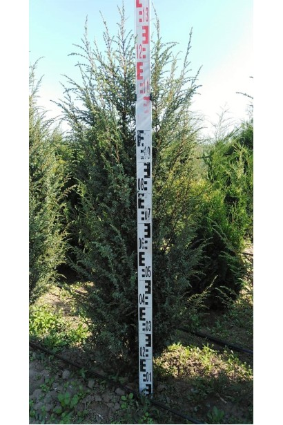 Ялівець звичайний Хіберніка 110-130 см