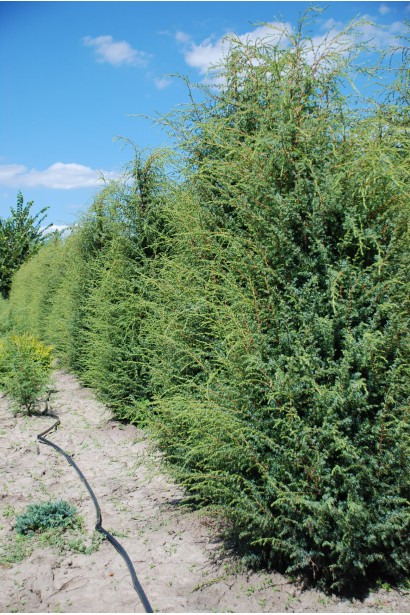 Яловець Hibernica з густо розгалудженою кроною