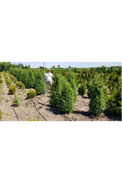 Ялівець звичайний Хіберника в розсаднику на полі