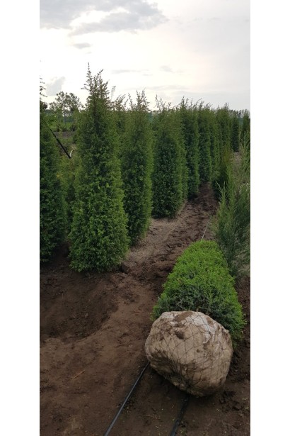 Ялівець звичайний Хіберніка з комом в мішковині