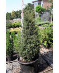 Можжевельник обыкновенный Хиберника | Ялівець звичайний Хіберніка | Juniperus communis Hibernica