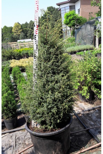 Ялівець звичайний Хіберніка - саджанець в контейнері  100-120 см