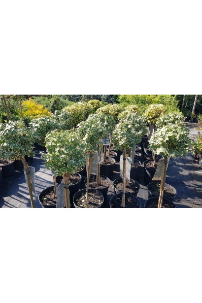 Бруслина форчуна Емеральд Гаєті на штамбі Бруслина форчуна Емеральд Гаєті на штамбі саджанці в горщику