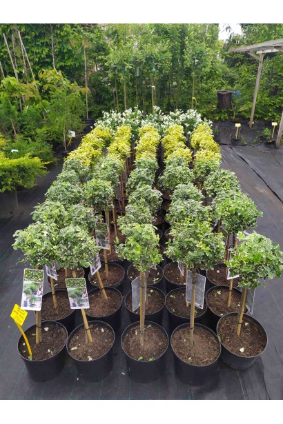 Бруслина форчуна Емеральд Гаєті на штамбі саджанці в садовому центрі