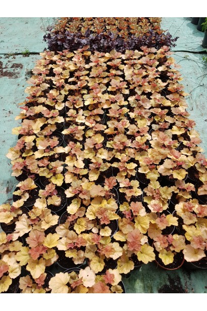 Гейхера Marmalade