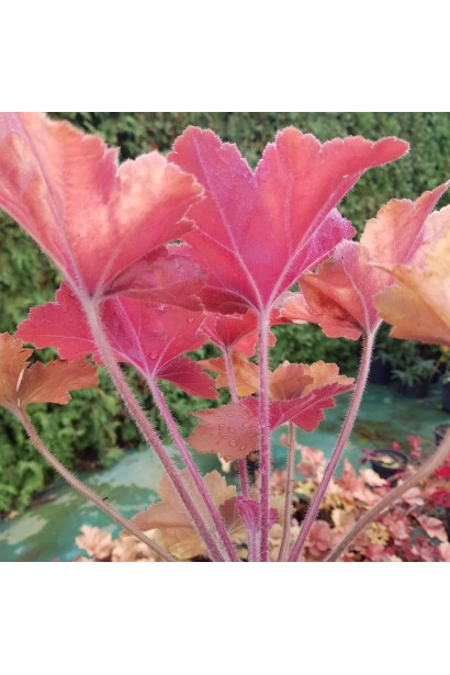 Гейхера Мармелад бурштинове гофроване листя