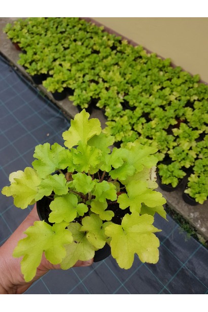 Гейхера Лайм Руффлс саженец С3