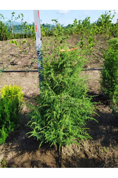 Ялівець звичайний колоновидний ком/100-120см