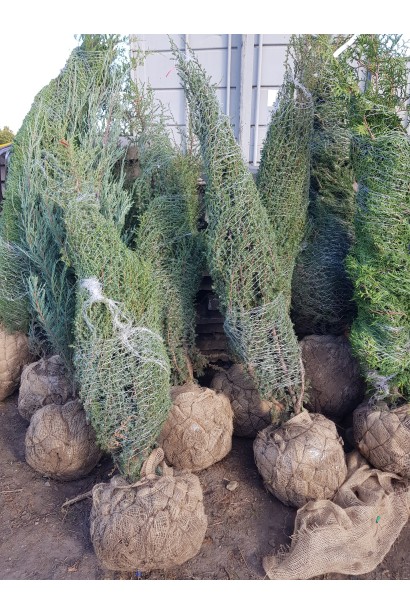 Ялівець звичайний колоновидний з комом землі в мішковині