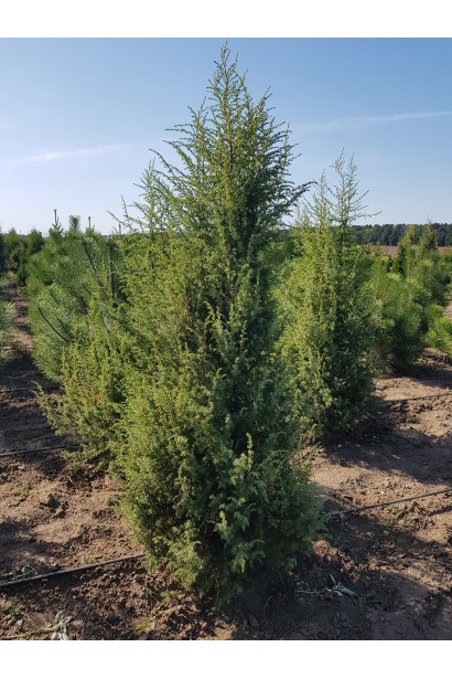 Ялівець звичайний колоновидний