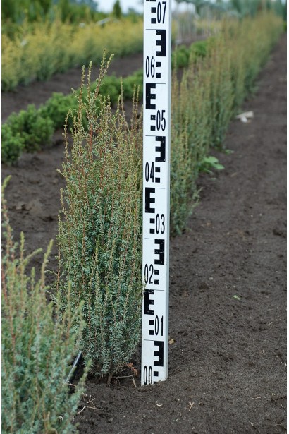 Ялівець звичайний колоновидний - ком / 40-60 см