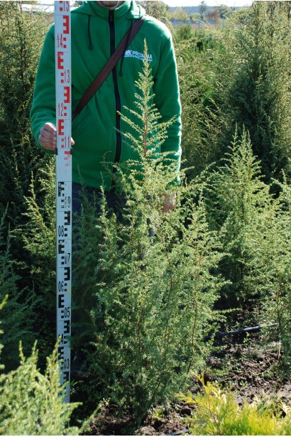 Ялівець звичайний колоновидний 120-140 см