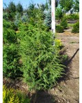 Ялівець звичайний колоновидний | Можжевельник обыкновенный колоновидный | Juniperus communis columnar