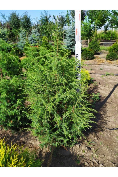 Ялівець звичайний колоновидний 100-120 см