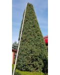 Можжевельник обыкновенный колоновидный | Ялівець звичайний колоновидний | Juniperus communis columnar