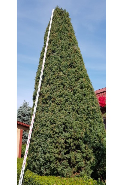 Ялівець звичайний колоновидний стрижений під конус