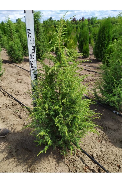 Ялівець звичайний колоновидний 80-100 см