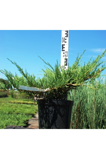 Ялівець горизонтальний Andorra Compact