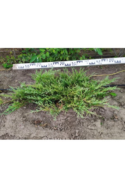 Ялівець Андорра Компакт невисокий хвойний кущ подушковидної форми