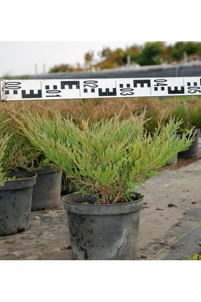 Ялівець горизонтальний Андорра Компакт діаметр 40-50 см