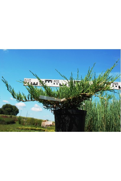 Juniperus horizontalis Andorra Compact