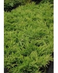 Можжевельник горизонтальный Андорра Компакт | Ялівець горизонтальний Андорра Компакт | Juniperus horizontalis Andorra Compact