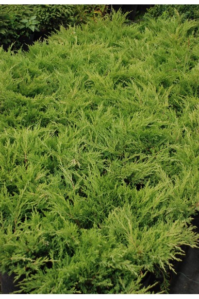 Ялівець горизонтальний Андорра Компакт