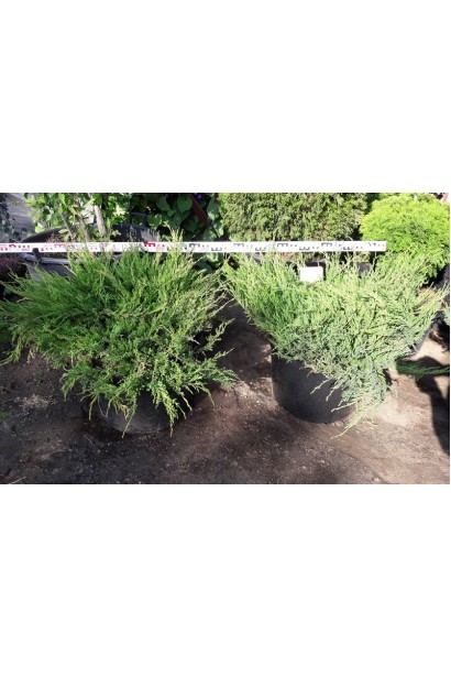 Ялівець Андорра Компакт саджанці в садовому центрі