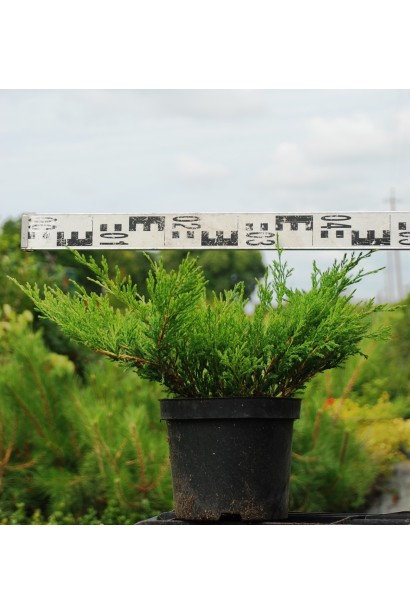 Ялівець Andorra Compact діаметр 40-50 см