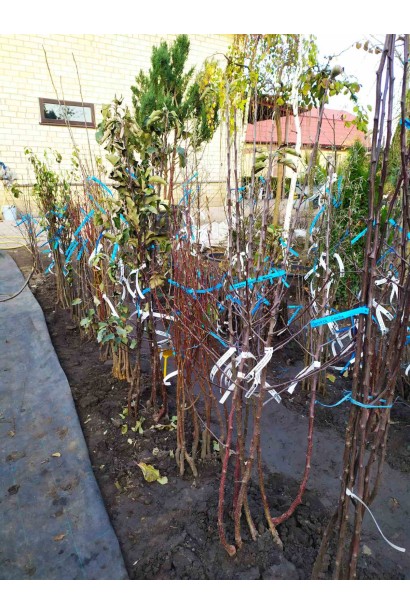 Біла шовковиця Вікторія — універсальний сорт для саду.