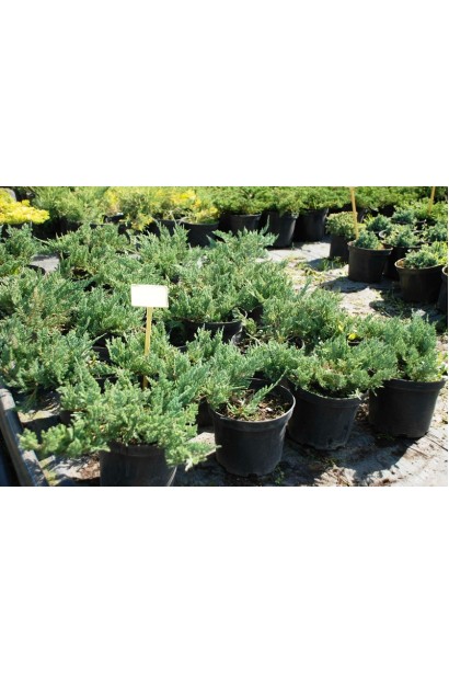 Саджанці ялівцю Блю Чип в садовому центрі