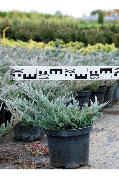 Ялівець горизонтальний Блю Чіп С3 діаметр 30-40 см