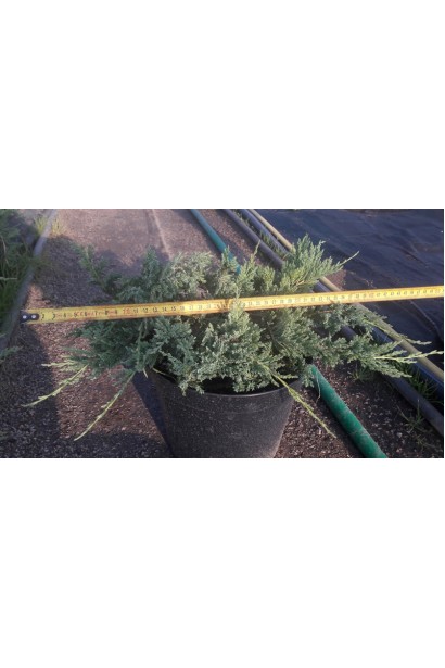 Ялівець блакитний Блю Чіп саджанець в контейнері 