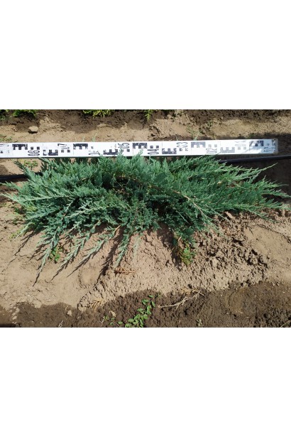 Ялівець горизонтальний Blue Chip в полі діаметр крони 80-90 см