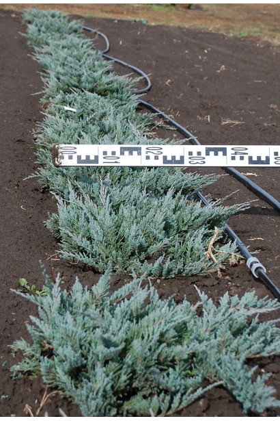 Ялівець горизонтальний Блю Чіп саджанці в розсаднику на полі