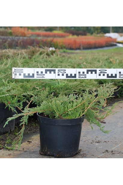 Ялівець горизонтальний Блю Чіп діаметр саджанця 40-50 см