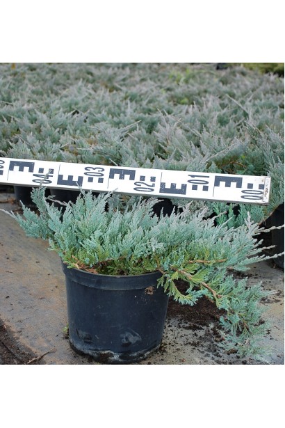 Ялівець Блу Чіп в горщику 5 л