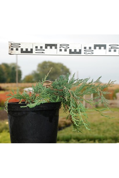 Ялівець Джейд Рівер горщик 3 л, діаметр 30-40 см