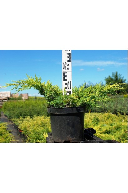 Можжевельник средний Пфитцериана Ауреа -5л/вис.10-20см/Ø50-60см