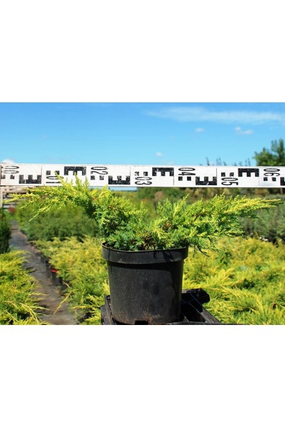 Можжевельник средний Пфитцериана Ауреа -5л/вис.10-20см/Ø50-60см