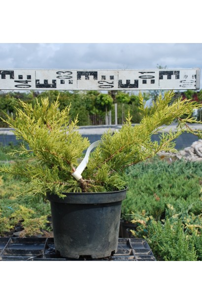 Можжевельник средний Пфитцериана Ауреа - 3л/вис.15-25см/Ø25-35см