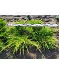 Ялівець середній Пфітцеріана Ауреа | Можжевельник средний Пфитцериана Ауреа | Juniperus media Pfitzeriana Aurea