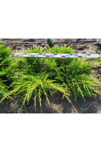 Можжевельник средний Пфитцериана Ауреа в поле рассадника проксима