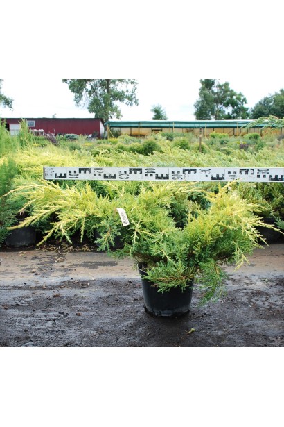 Можжевельник средний Пфитцериана Ауреа - диаметр 80см