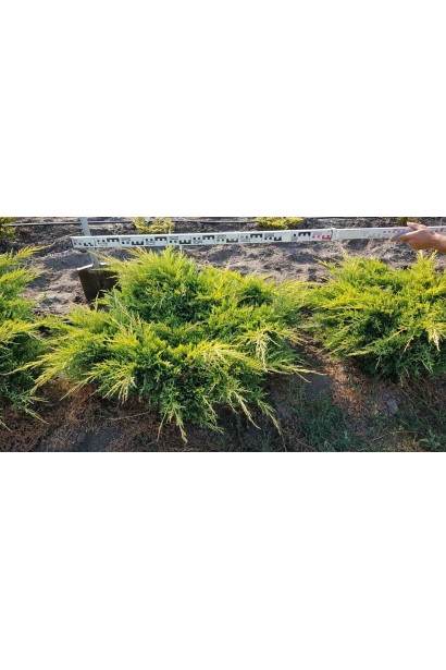 Juniperus media Pfitzeriana Aurea