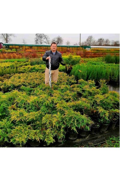 Можжевельник средний Пфитцериана Ауреа