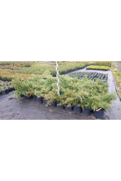 Можжевельник средний Пфитцериана Ауреа - 5л/30-40см