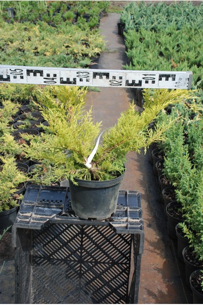 Можжевельник средний Пфитцериана Ауреа - 5л/вис.30-40см/Ø40-50см